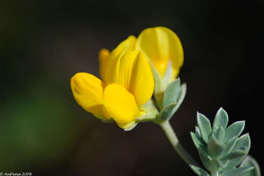 Image of creta trefoil