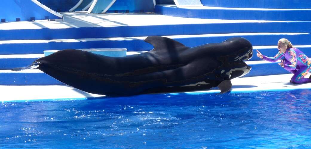 Image of pilot whale