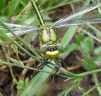 Image of Western Clubtail