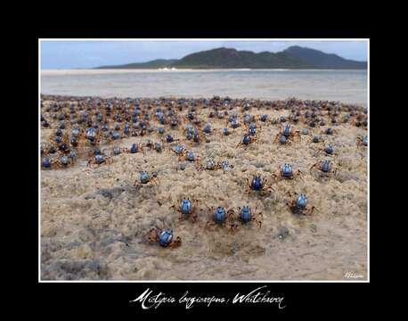 Image of Light-blue Soldier Crab