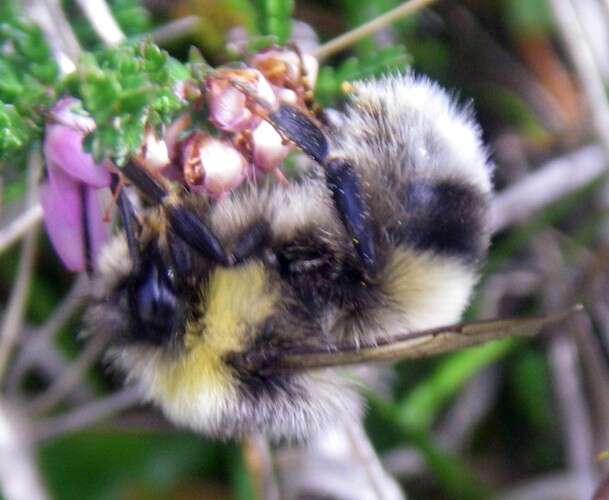 Image of Bumblebees