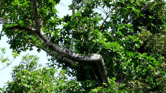 Image of Ficus cyclophylla (Miq.) Miq.