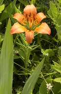 Lilium philadelphicum L. resmi