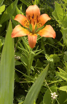 Image of wood lily