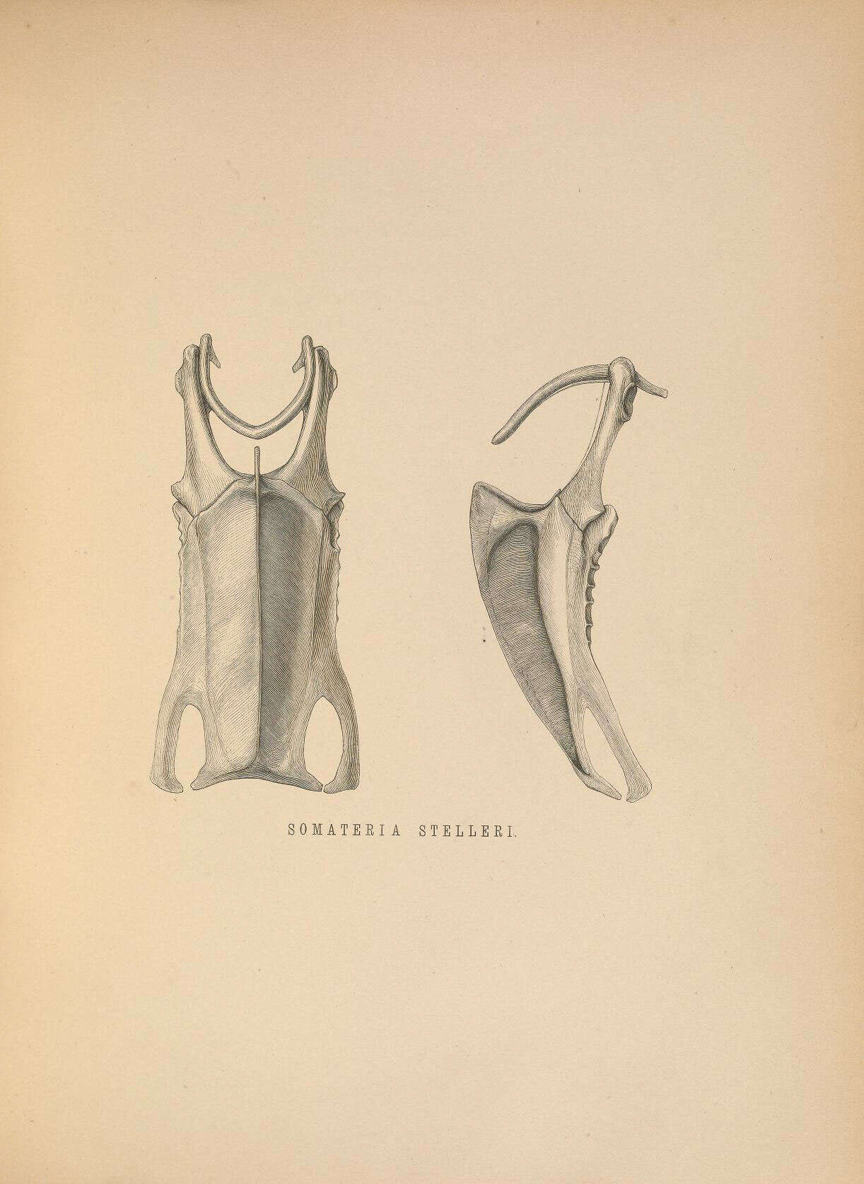 صورة Polysticta Eyton 1836