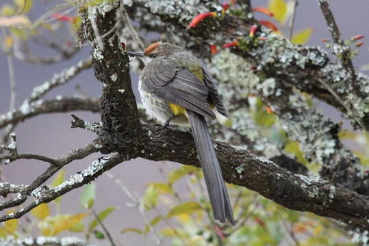 Image of Gurney's Sugarbird