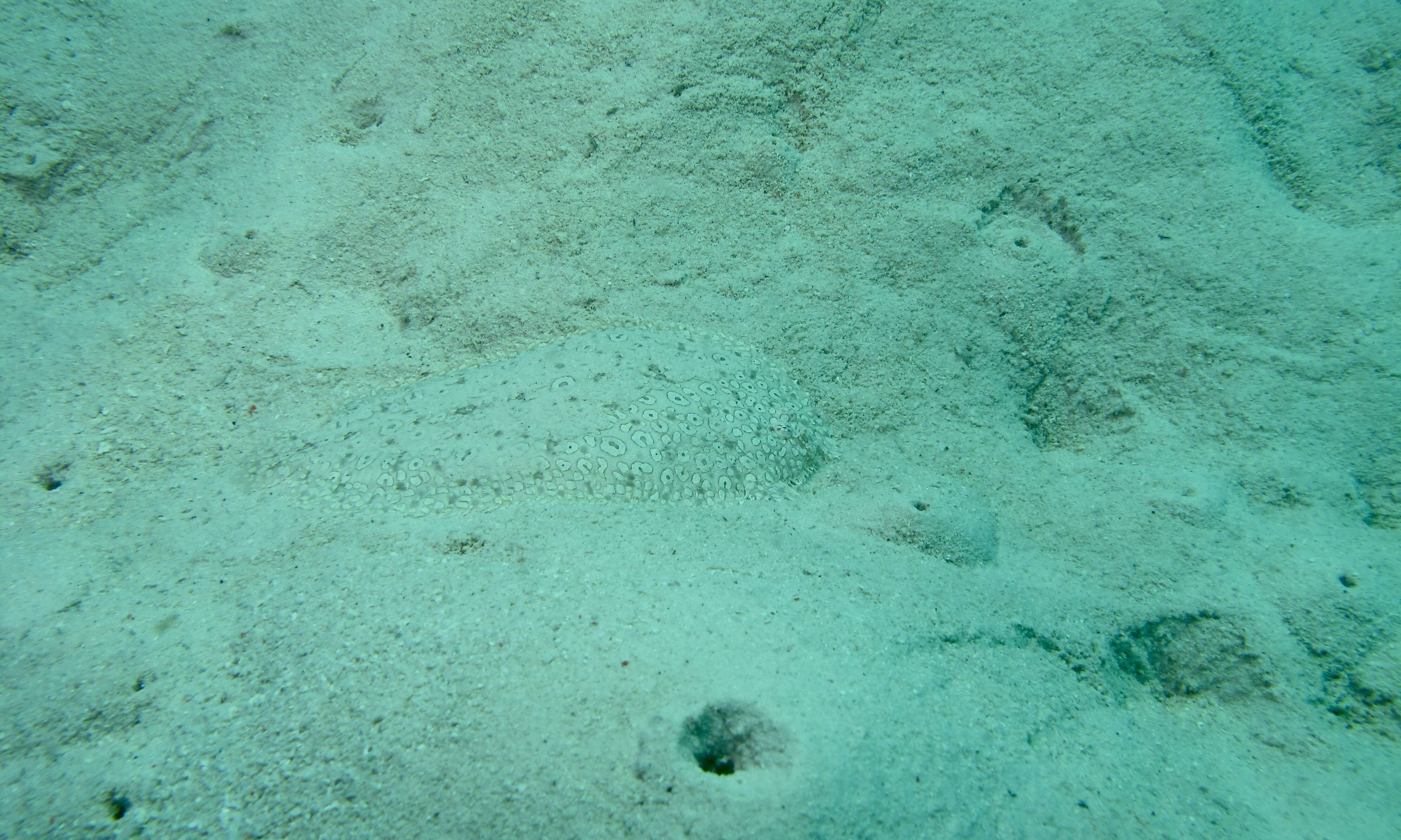 Image of Peacock sole