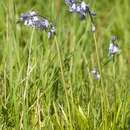 Image of Common Bluebell