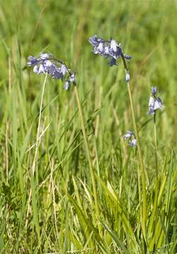 Image de jacinthe des bois