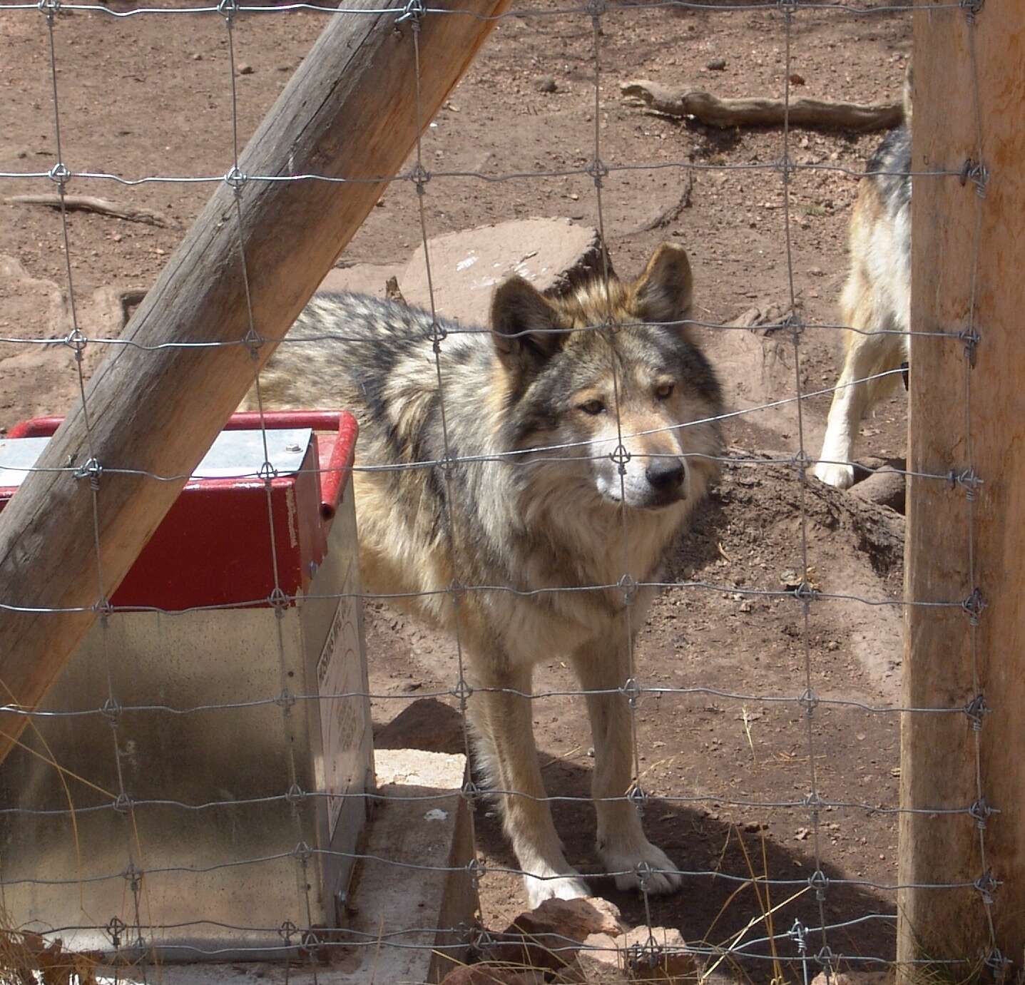 Image of Mexican wolf