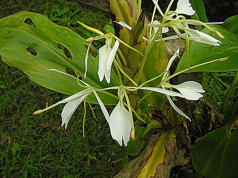 Image of Hedychium cylindricum Ridl.