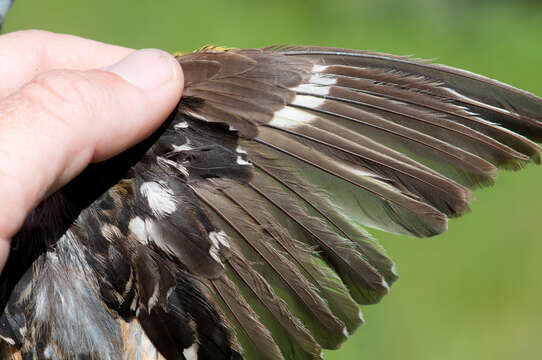 Image of Black-headed Grosbeak