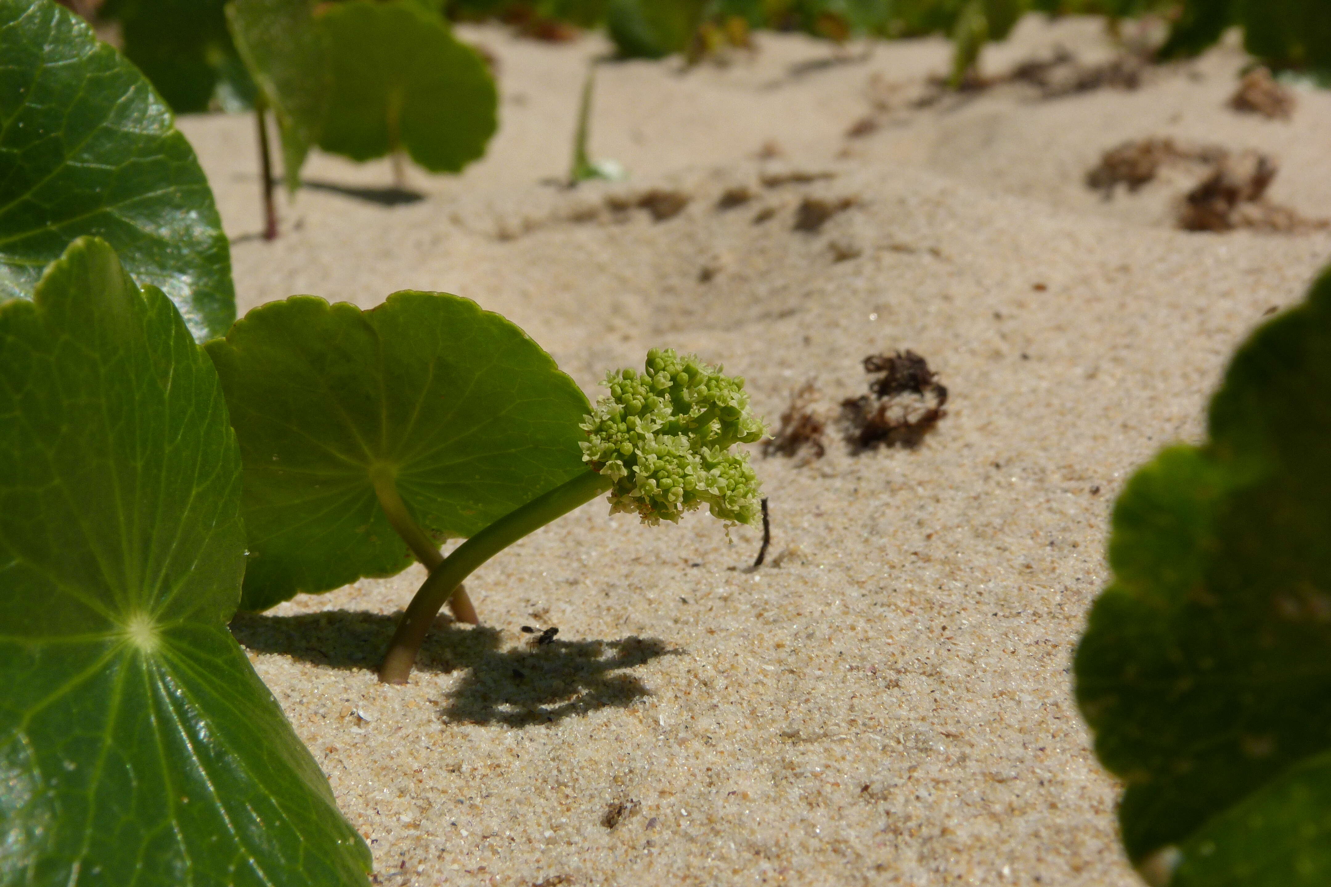 Hydrocotyle resmi