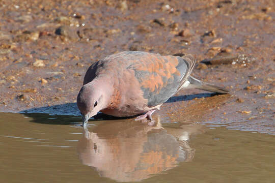 Image of laughing dove