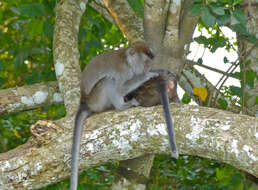 Image of Long-tailed Macaque