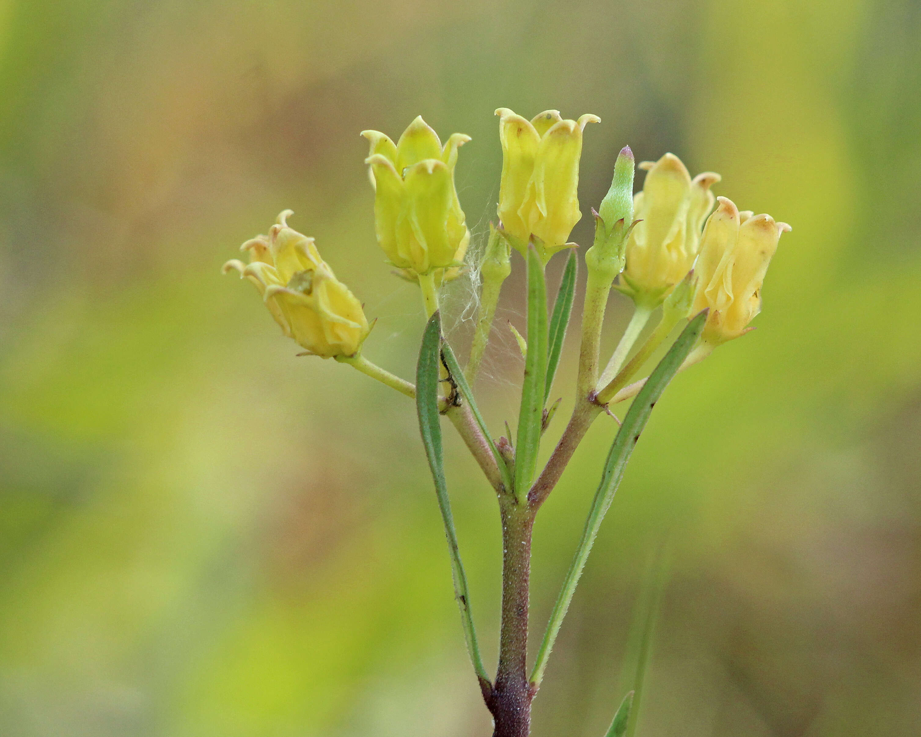 Image of Savannah Milkweed