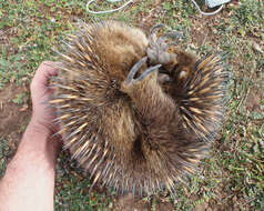 Image of Short-beaked Echidnas