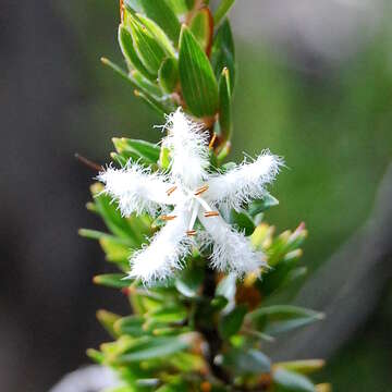 Image de Pentachondra involucrata R. Br.