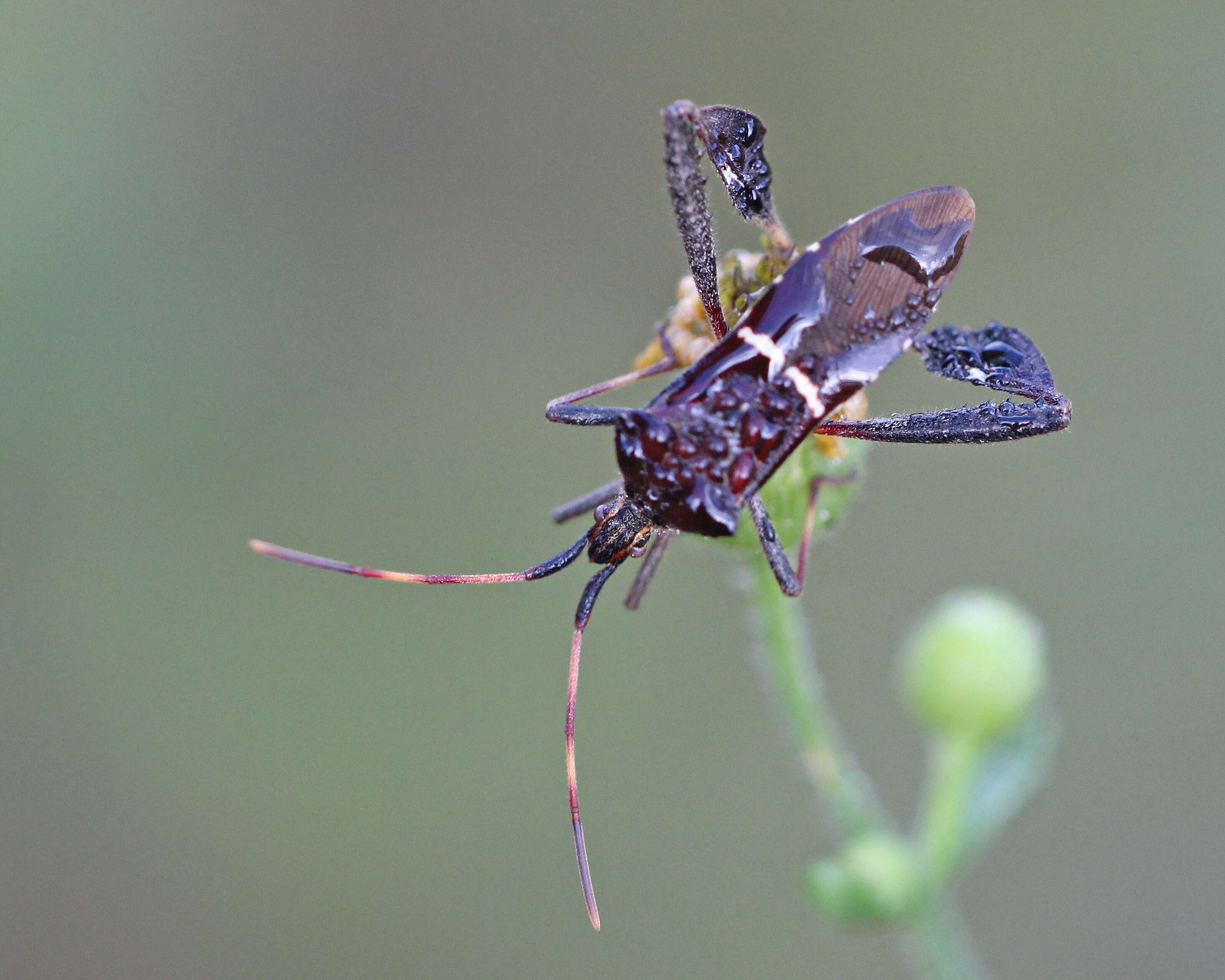 Image of Leptoglossus