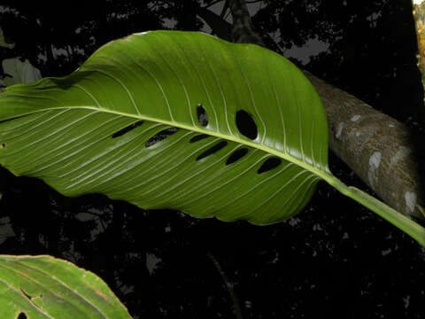 Image of monstera