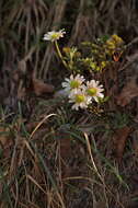 Image of Callianthemum