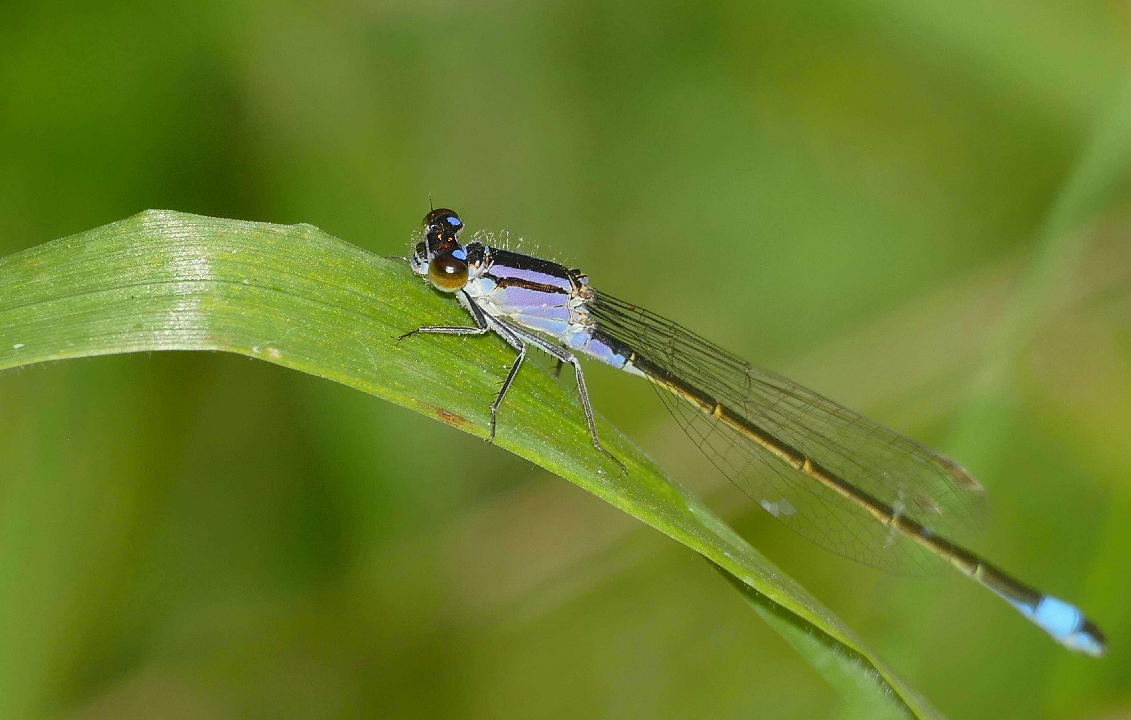 Imagem de Ischnura elegans (Vander Linden 1820)