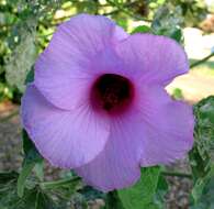 Sivun Hibiscus furcellatus Desr. kuva