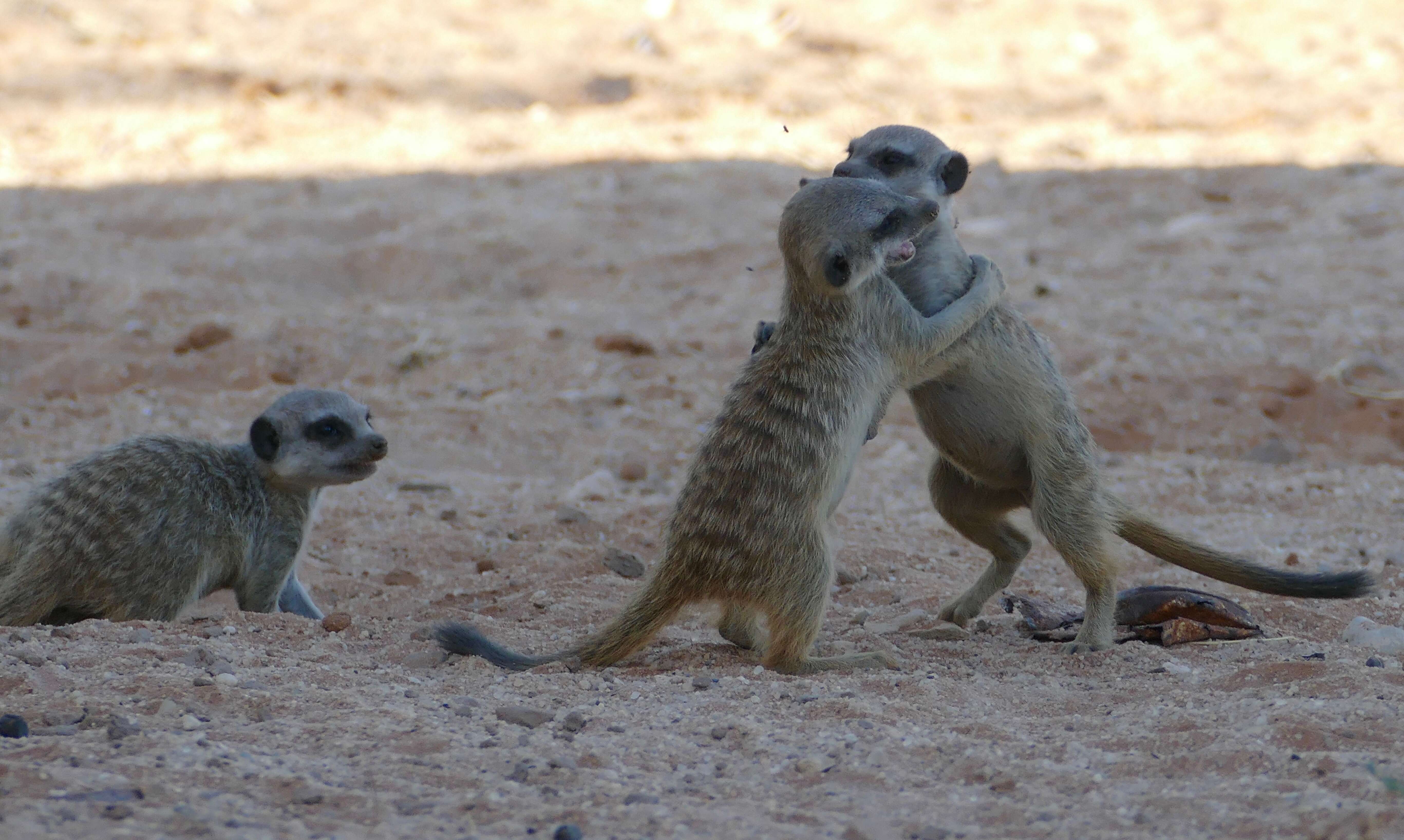 Image of Suricata Desmarest 1804