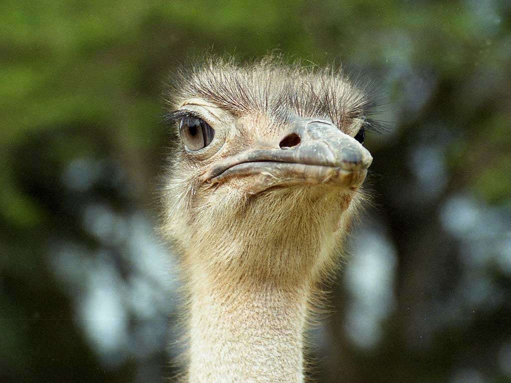 Image of ostriches