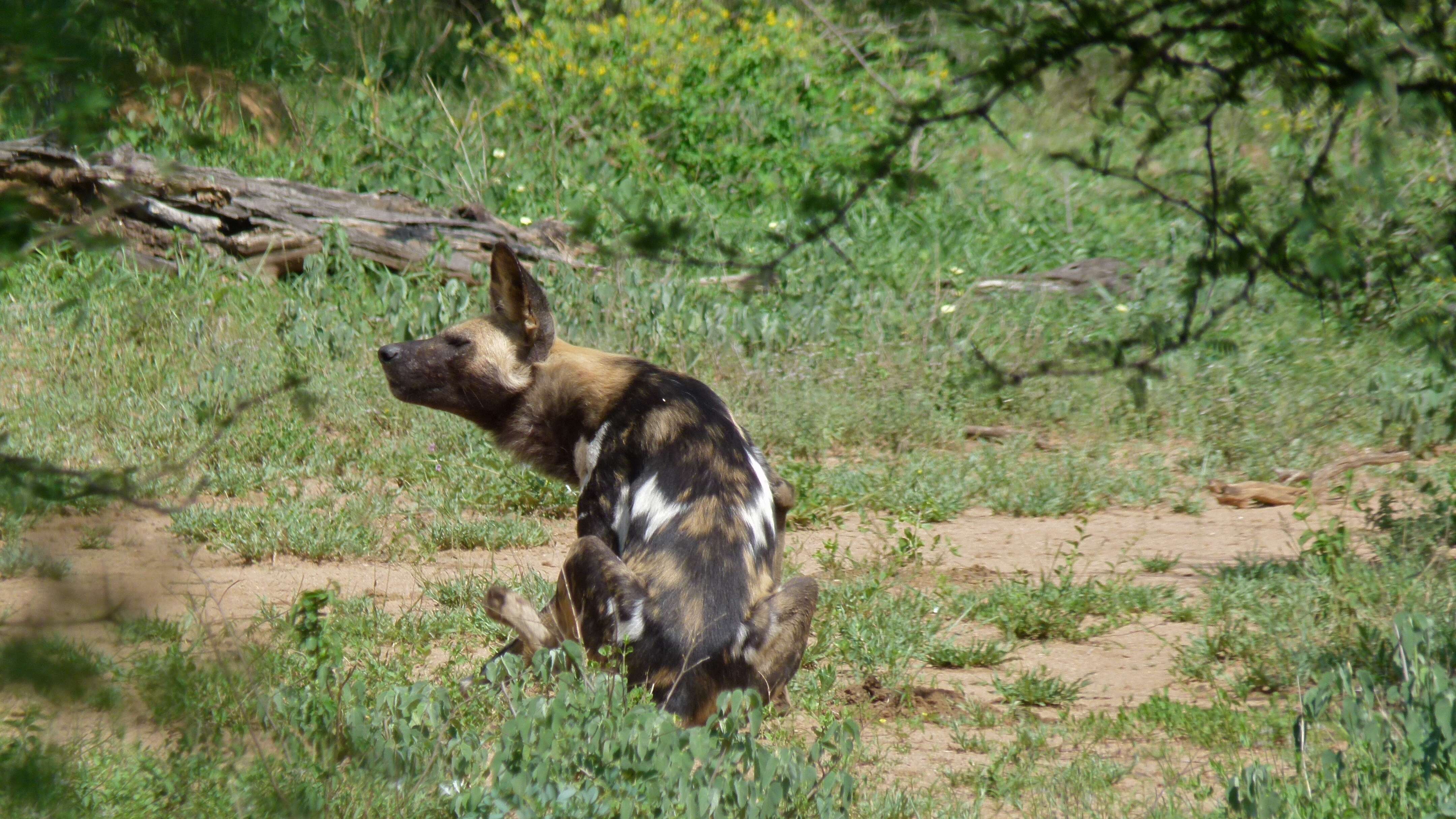 Image of African Wild Dog