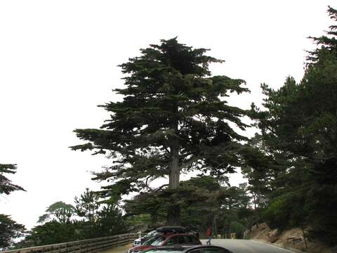 Image of Monterey cypress