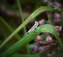 صورة Plutella xylostella Linnaeus 1767