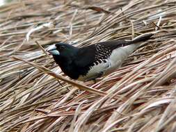 Image of Lonchura bicolor