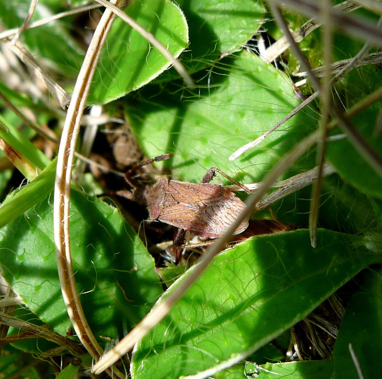 صورة Coriomeris denticulatus (Scopoli 1763)