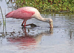 Image of Roseate Spoonbill