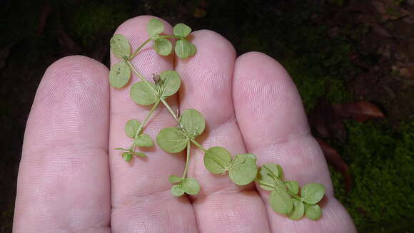 Image of Shade Mudflower