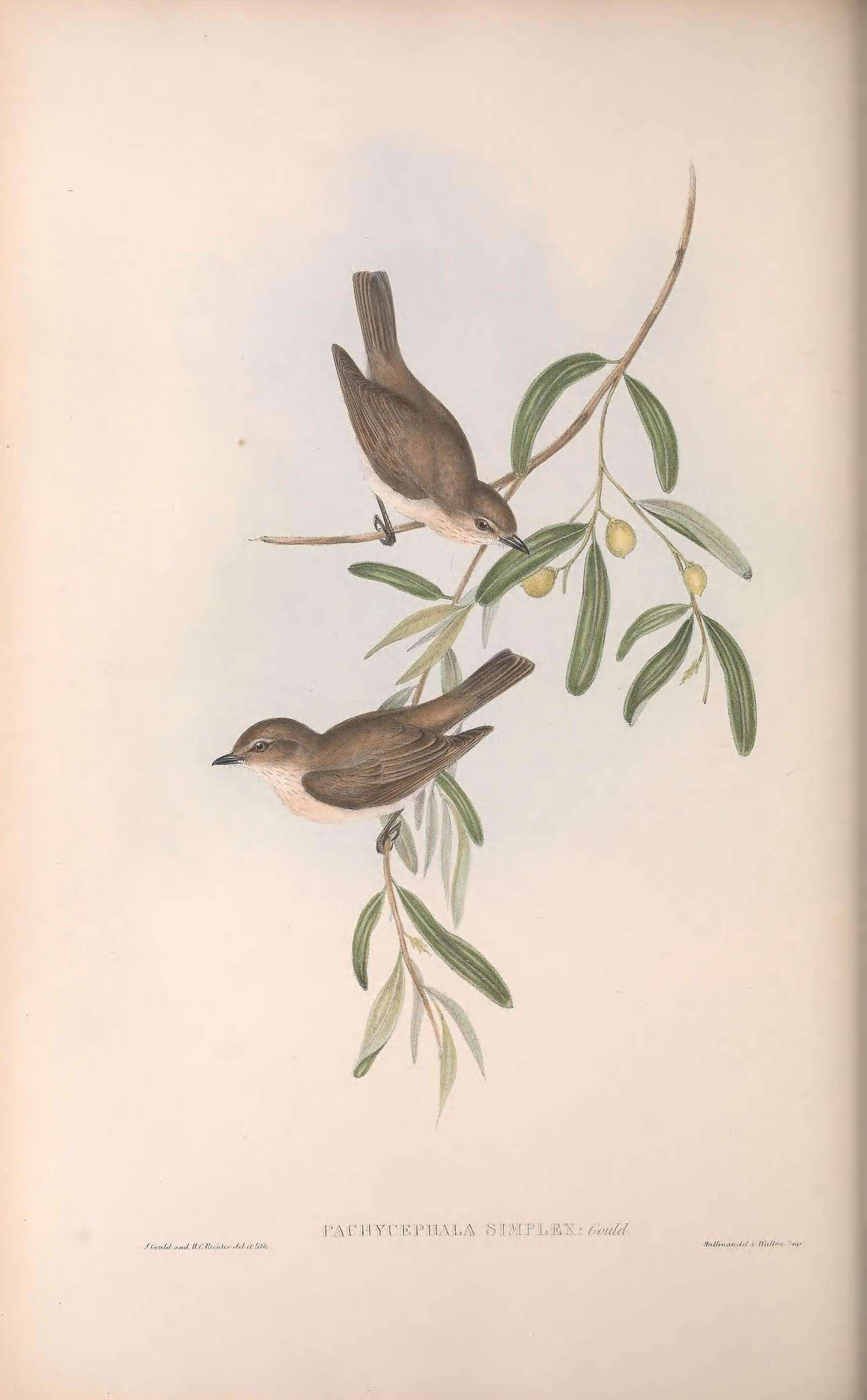 Image of Pachycephala Vigors 1825