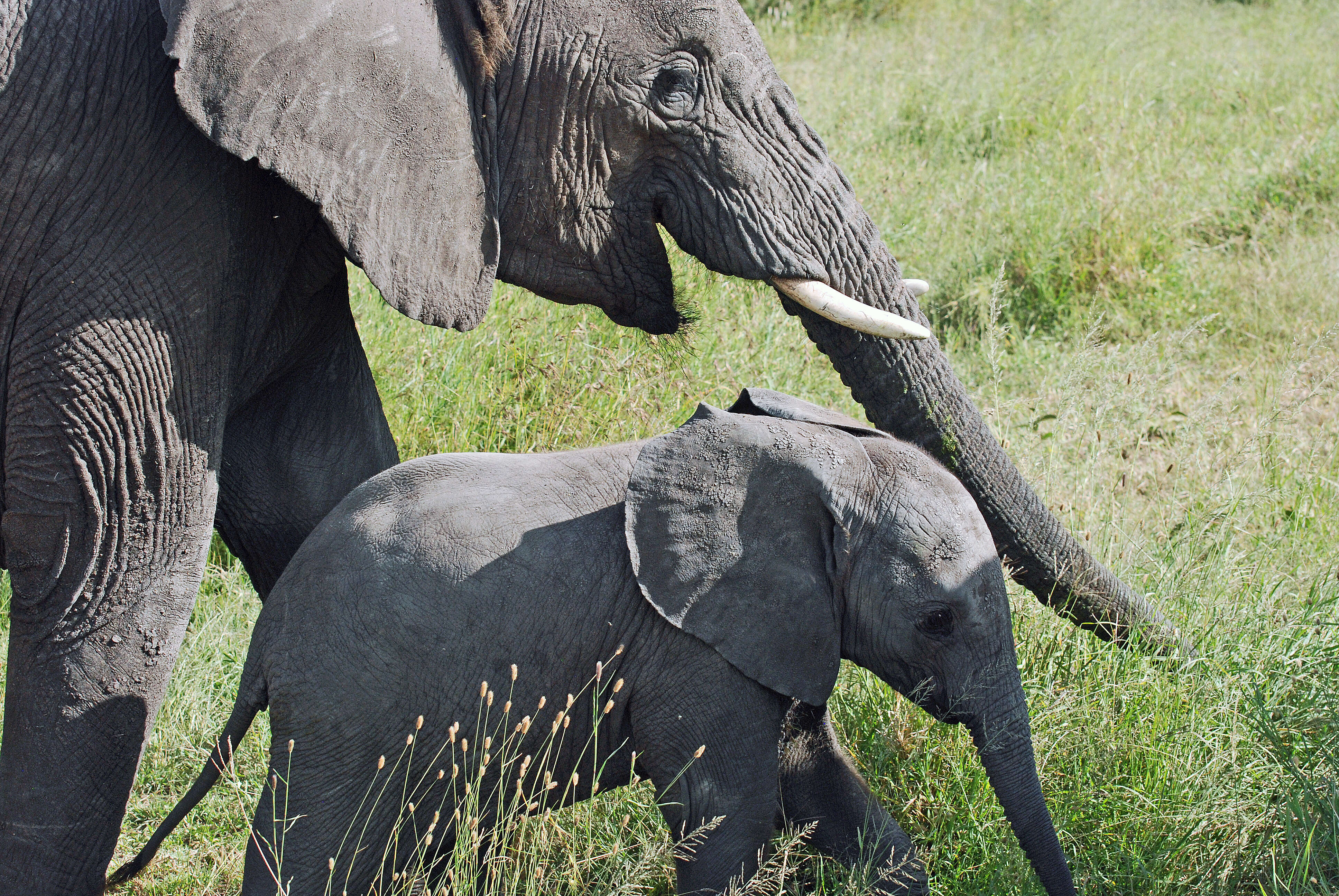 Image of African bush elephant