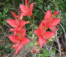 Image of lily of the Incas