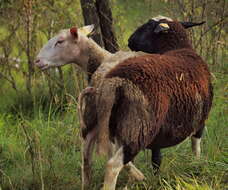 Image of Ovis