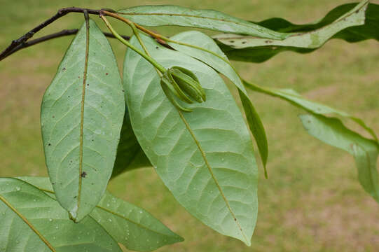 Image of Desmopsis panamensis (B. L. Rob.) Saff.