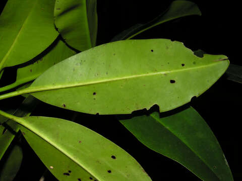 Image of mangrove