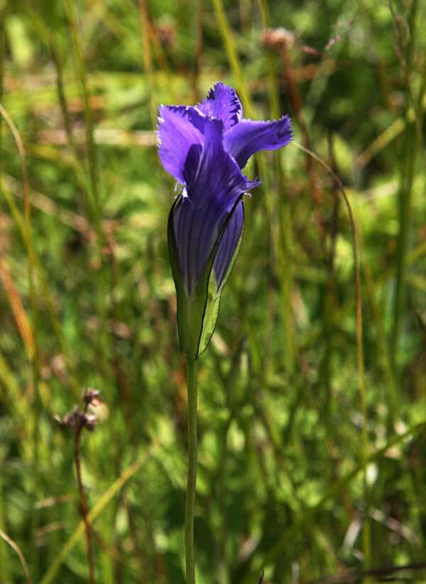 Image of Perennial Fringed-Gentian