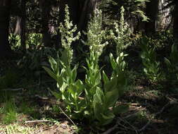 Image de Veratrum californicum var. californicum