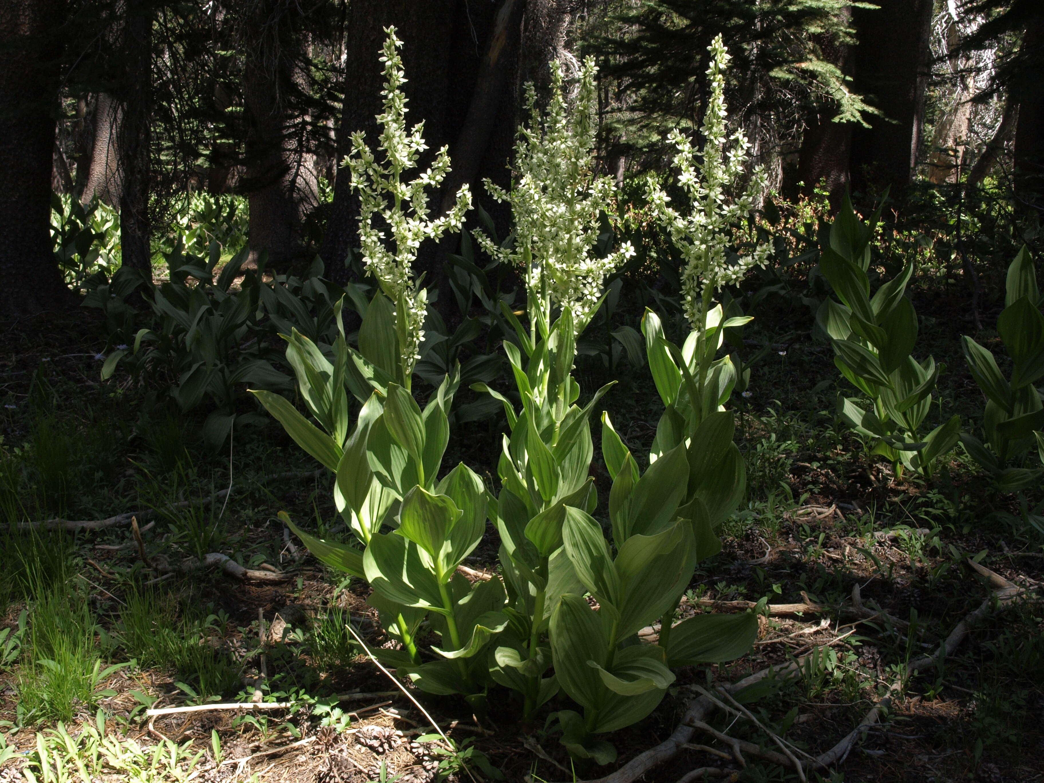 Sivun Veratrum californicum Durand kuva