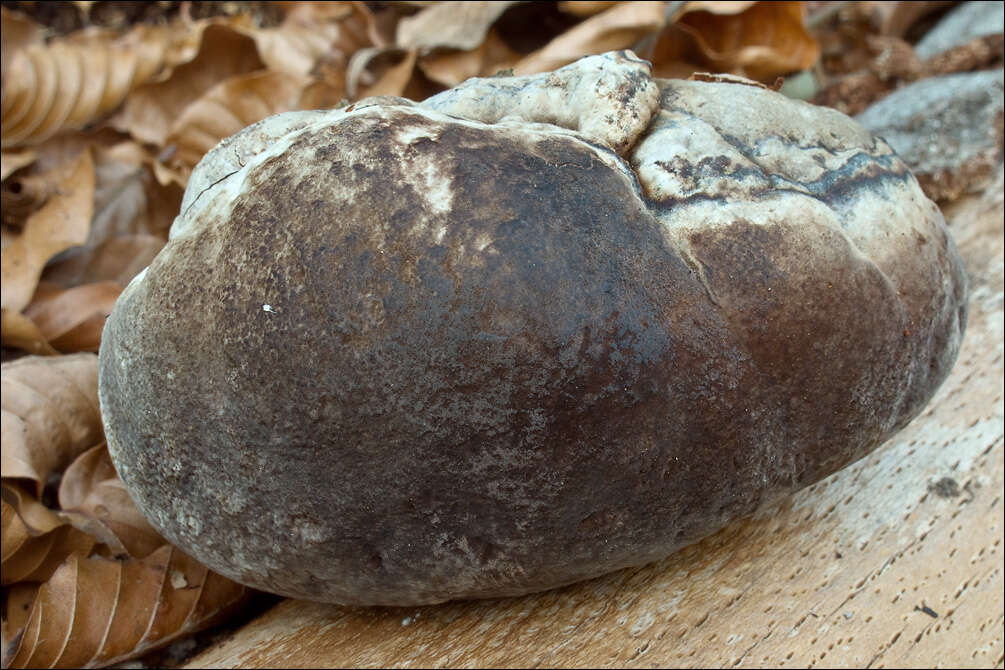 Image of Phellinus