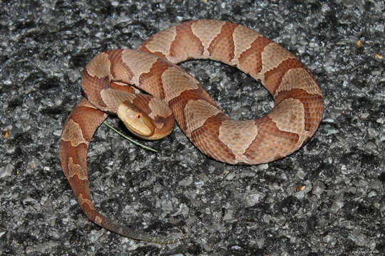 Image of Copperhead