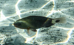 Image of Pacific bullethead parrotfish