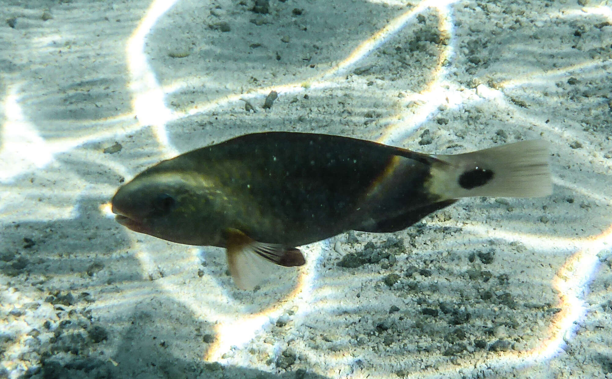 Image of Pacific bullethead parrotfish