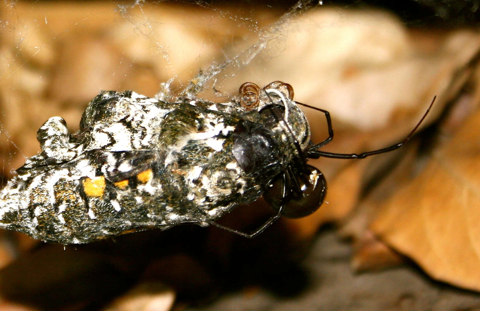 Image of Western Black Widow spider